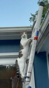 cat on the ladder